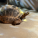 Nissyのアバター